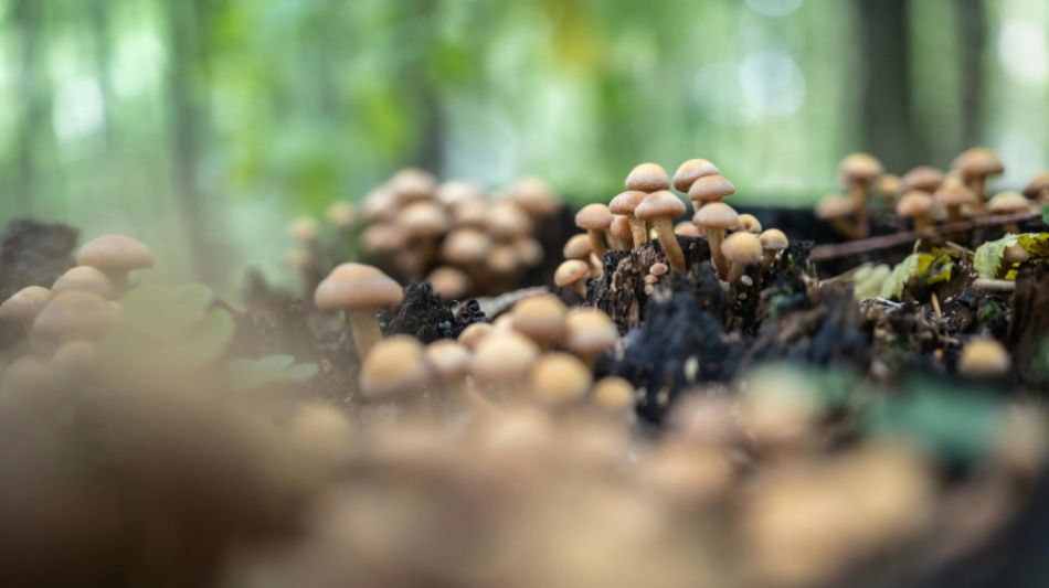 Previsión de una buena etapa de hongos: ¿cuáles son las señales ambientales?